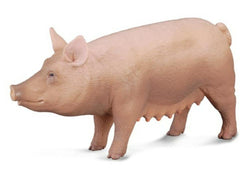Sow