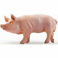 Boar
