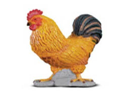 Cockerel
