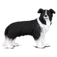 Border Collie Dog