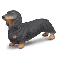 Dachshund Dog