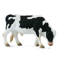Friesian Bull