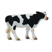 Friesian Calf