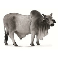 Brahman Bull