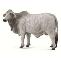 Brahman Cow