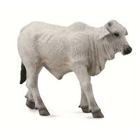 Brahman Calf