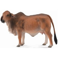 Brahman Cow