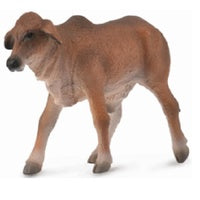 Brahman Calf