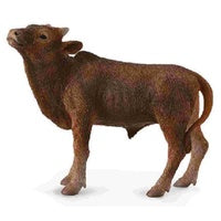Ankole Watusi Calf