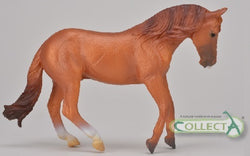 Australian Stock Horse Stallion Chestnut