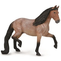 Mangalarga Marchador Stallion Bay Roan